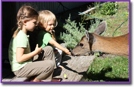 Two girls feeding a deer at a family retreat on Orcas Island.